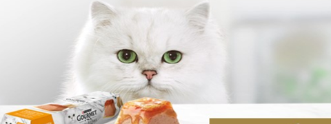 Gourmet-Katzenfutter mit 25% Rabatt für Zooplus-Neukunden sichern