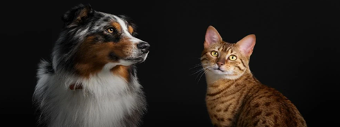 25% Neukunden-Ersparnis bei Zooplus auf Pro Plan für Hunde und Katzen