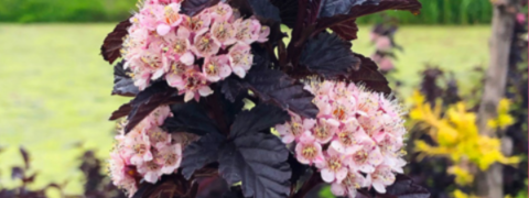 GRATIS zum BALDUR Kauf: Fasanenspiere & 12 Garten-Anemonen